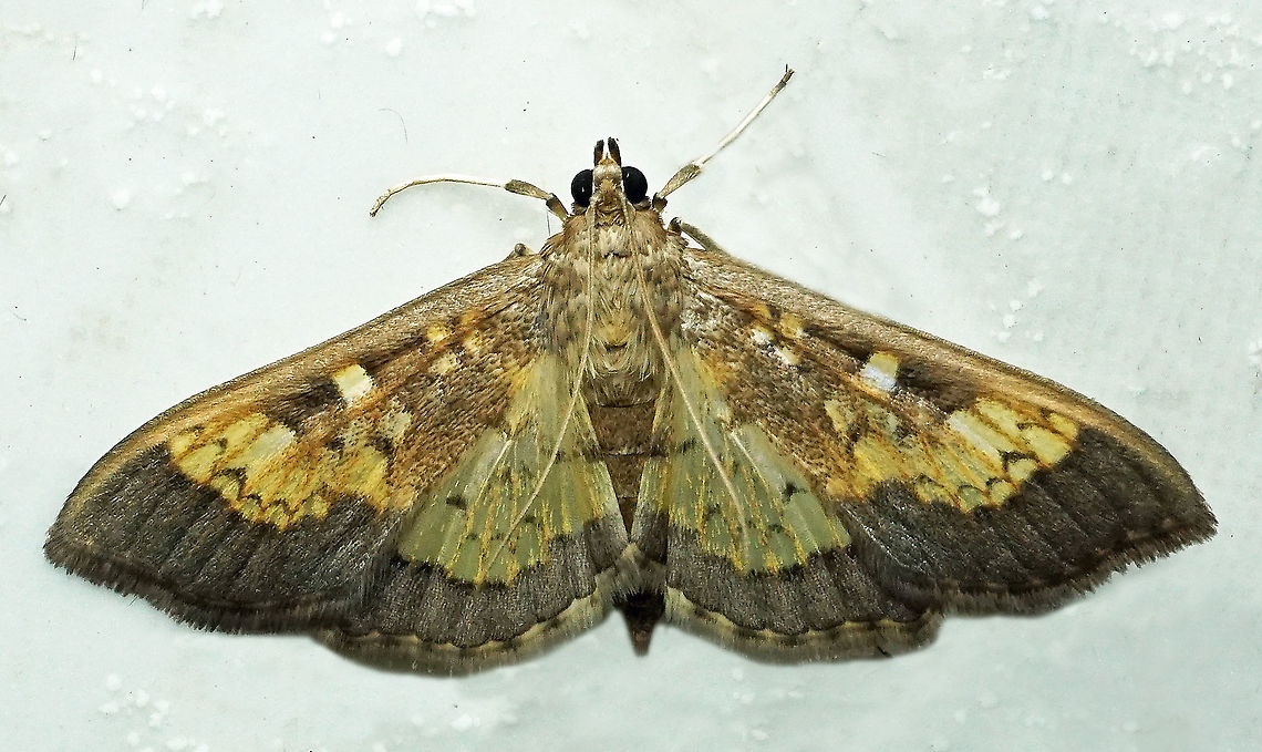 Diacme adipaloides Dapa, Valle Del Cauca, 2100m Darker diacme moth,Diacme adipaloides