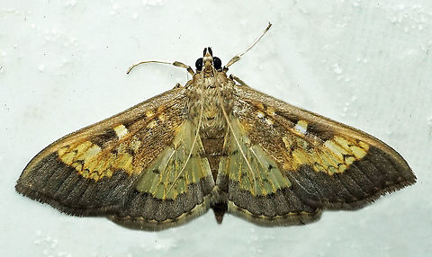 Diacme adipaloides Dapa, Valle Del Cauca, 2100m Darker diacme moth,Diacme adipaloides