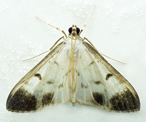 Palpita sp. Dapa, Valle Del Cauca, 2100m