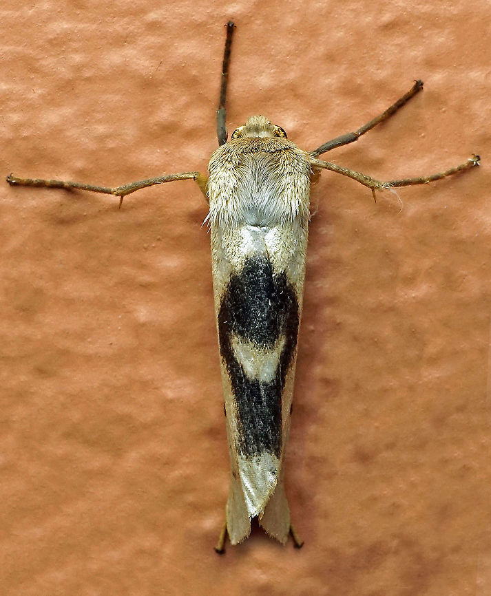 #367 Dapa, Valle Del Cauca, 2100m