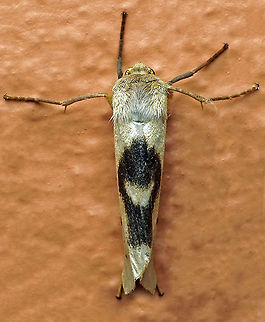 #367 Dapa, Valle Del Cauca, 2100m