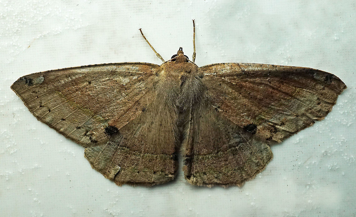 #368 Dapa, Valle Del Cauca, 2100m