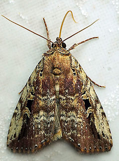 Elaphria sp. Dapa, Valle Del Cauca, 2100m