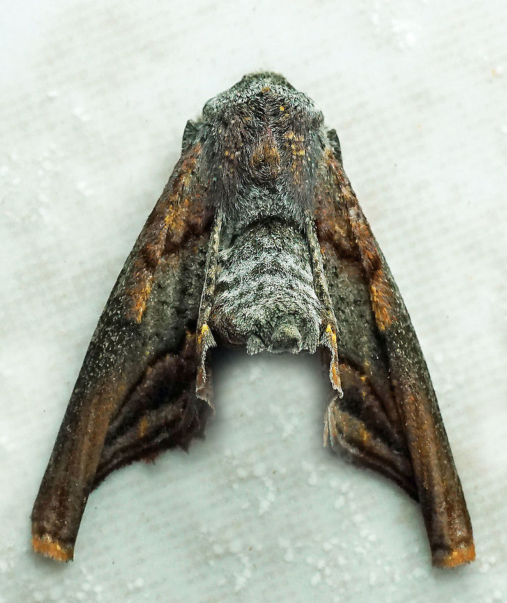 #370 Dapa, Valle Del Cauca, 2100m