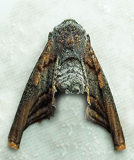 #370 Dapa, Valle Del Cauca, 2100m