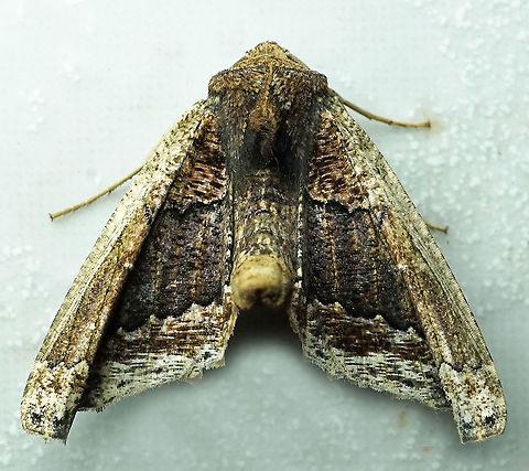 Pero cyclodaria Dapa, Valle Del Cauca, 2100m Pero cyclodaria
