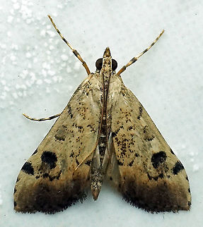 Udea sp. Dapa, Valle Del Cauca, 2100m