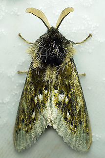 Macara alydda Dapa, Valle Del Cauca, 2100m Macara alydda