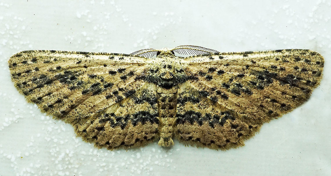 #373 Dapa, Valle Del Cauca, 2100m