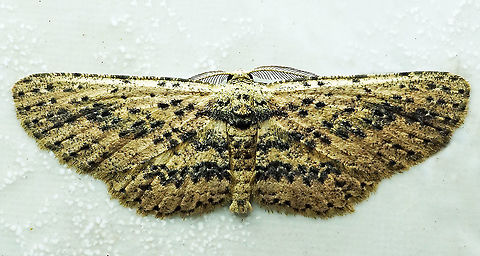 #373 Dapa, Valle Del Cauca, 2100m