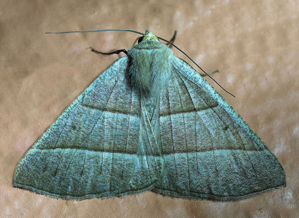 Cosmophyga privataria Dapa, Valle Del Cauca, 2100m Cosmophyga privataria