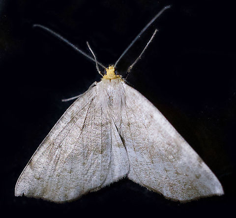 #375 Dapa, Valle Del Cauca, 2100m