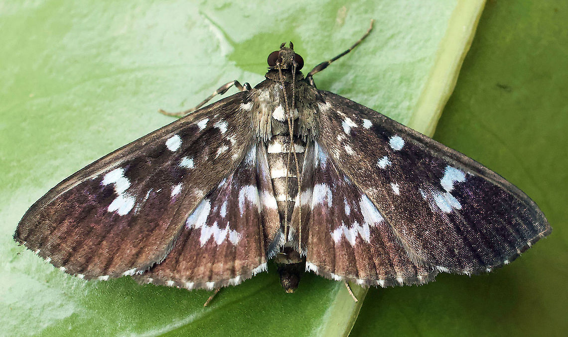 #374 Dapa, Valle Del Cauca, 2100m