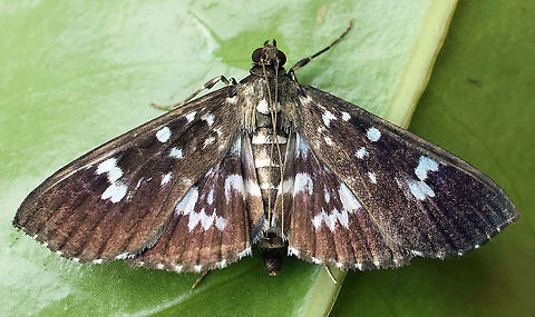 #374 Dapa, Valle Del Cauca, 2100m