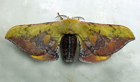 Quentalia sp. Dapa,Valle Del Cauca, 2100