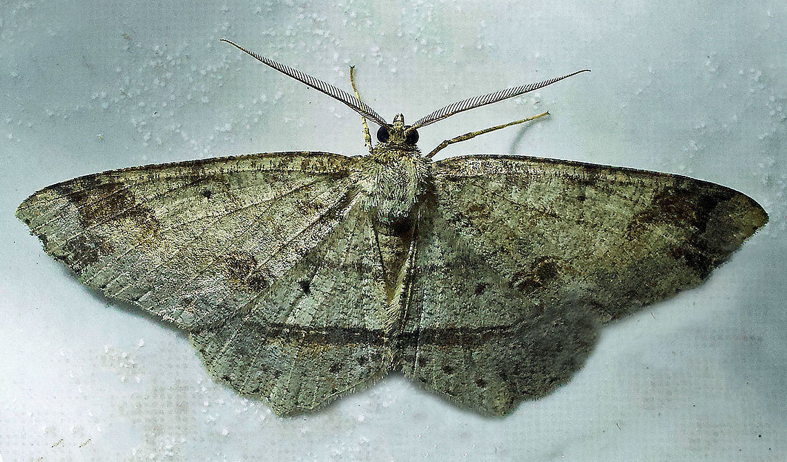 Melanolophia attenuata Dapa, Valle Del Cauca, 2100m