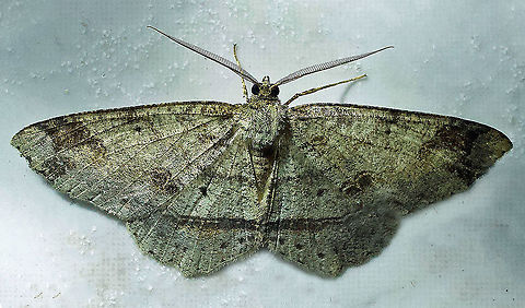 Melanolophia attenuata Dapa, Valle Del Cauca, 2100m