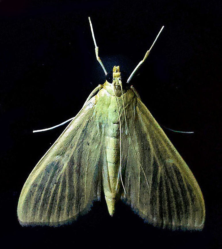 #377 Dapa, Valle Del Cauca, 2100m