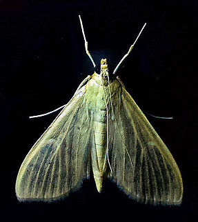 #377 Dapa, Valle Del Cauca, 2100m