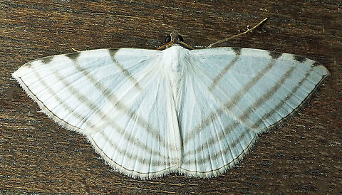 Racasta spatiaria Dapa, Valle Del Cauca, 2100m Racasta spatiaria