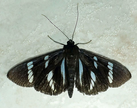 Hypocrita sp Dapa, Valle Del Cauca, 2100m