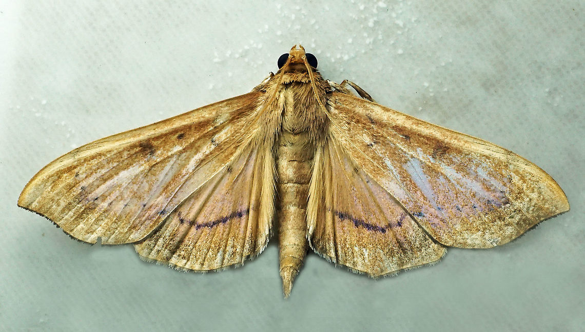 #380 Dapa, Valle Del Cauca, 2100m