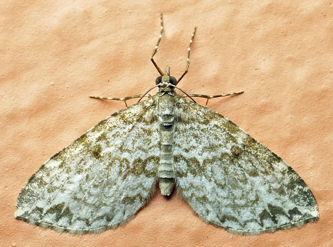 #381 Dapa, Valle Del Cauca, 2100m