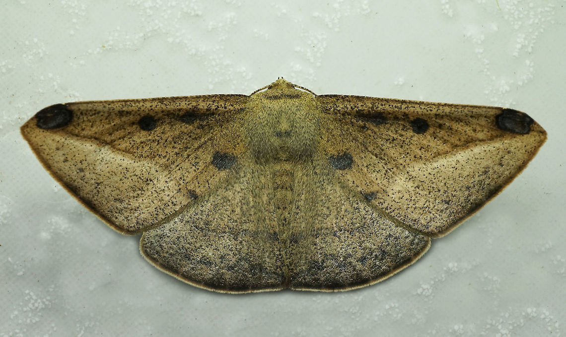 #382 Dapa, Valle Del Cauca, 2100m