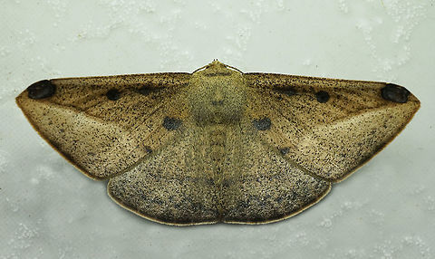 #382 Dapa, Valle Del Cauca, 2100m