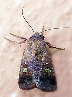 Xestia sp. Dapa, Valle Del Cauca, 2100m