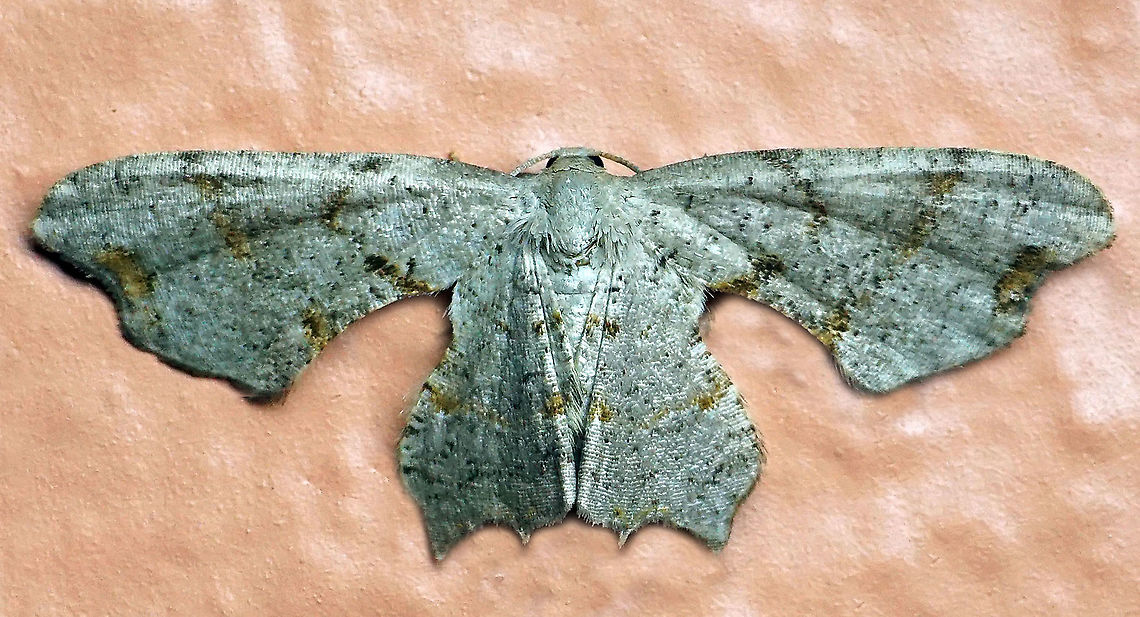 Calledapteryx sp. Dapa, Valle Del Cauca, 2100m