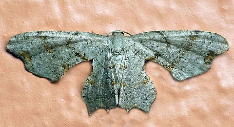 Calledapteryx sp. Dapa, Valle Del Cauca, 2100m