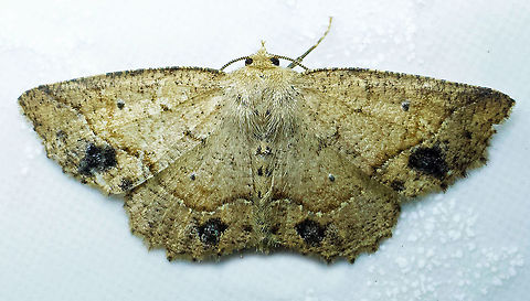 #385 Dapa, Valle DEl Cauca, 2100m