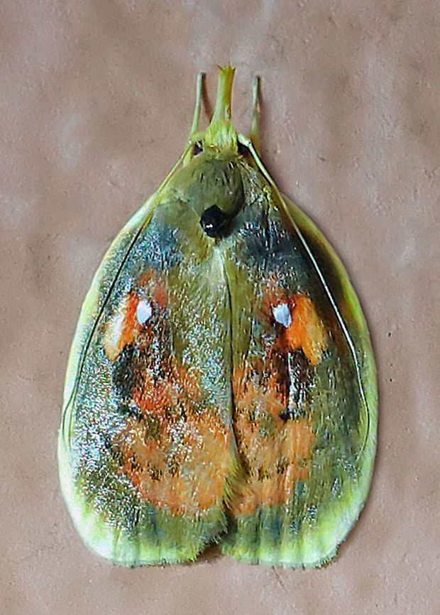 #386 Dapa, Valle Del Cauca, 2100m