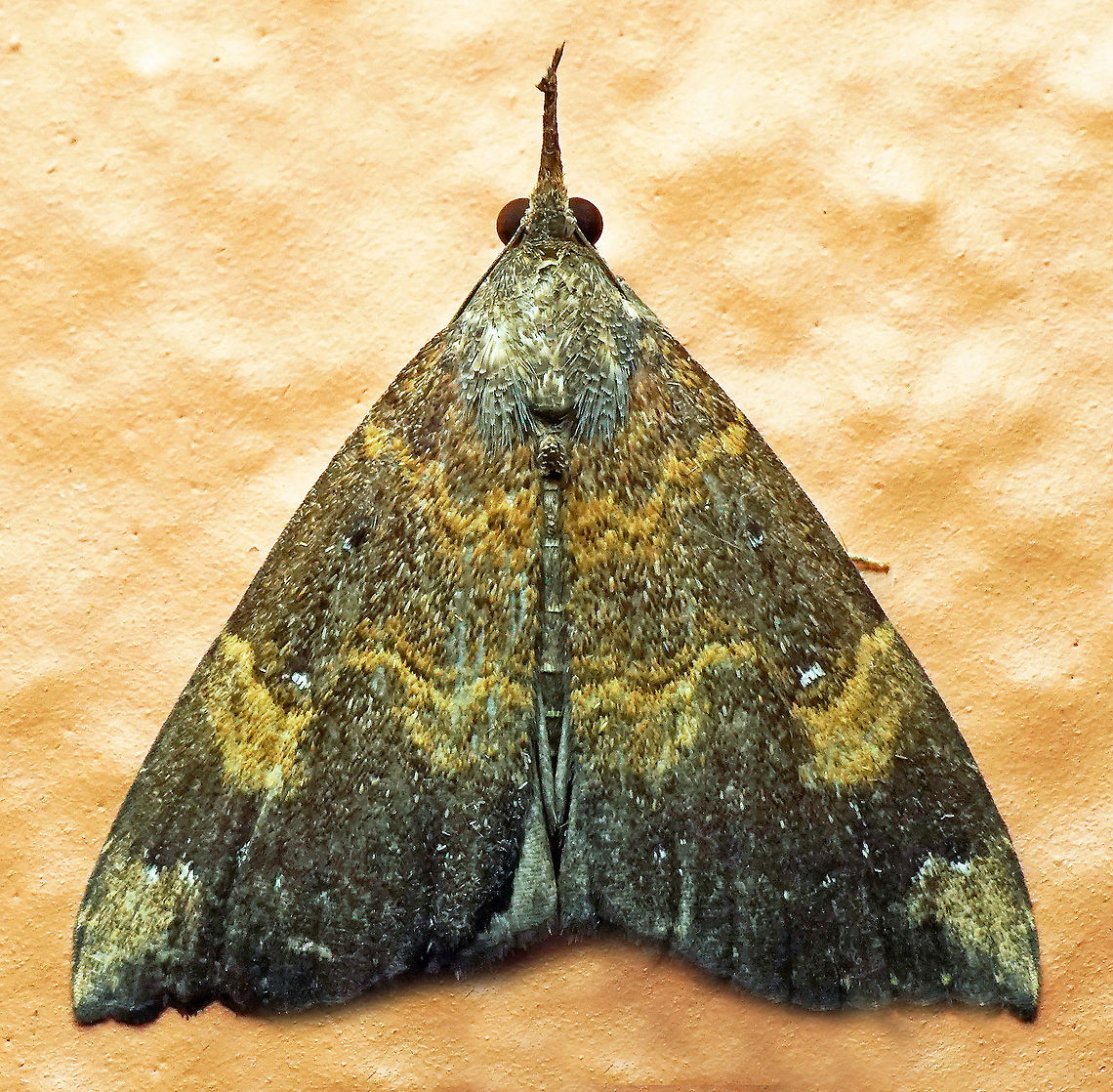 #388 Dapa, Valle Del Cauca, 2100m