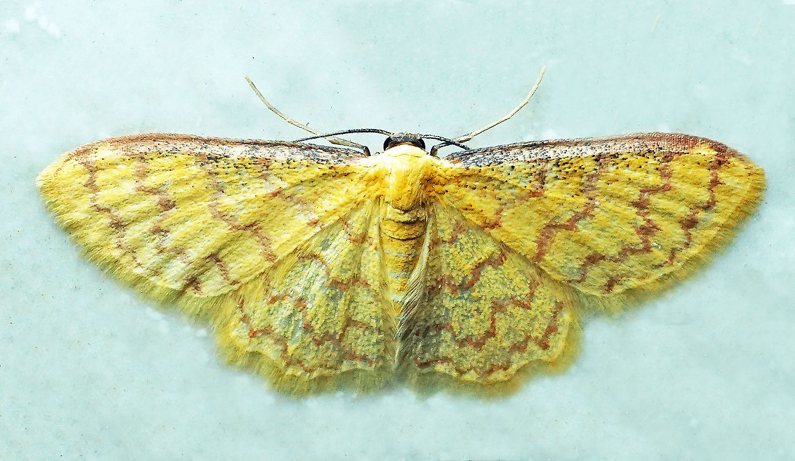 #390 Dapa, Valle Del Cauca, 2100m