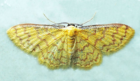 #390 Dapa, Valle Del Cauca, 2100m