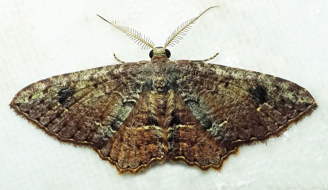 #391 Dapa, Valle Del Cauca, 2100m