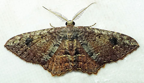 #391 Dapa, Valle Del Cauca, 2100m