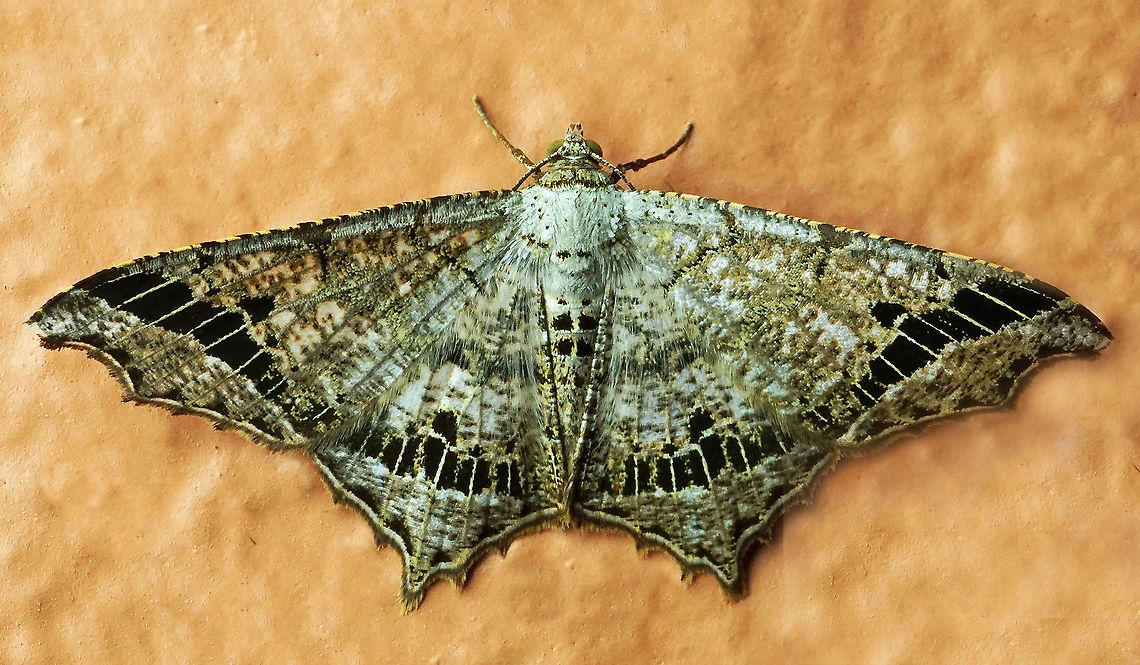 #392 Dapa, Valle Del Cauca, 2100m