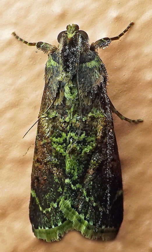 #393 Dapa, Valle Del Cauca, 2100m