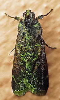 #393 Dapa, Valle Del Cauca, 2100m