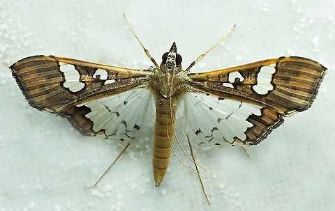 Maruca vitrata Dapa, Valle Del Cauca, 2100m Bean pod borer,Maruca vitrata