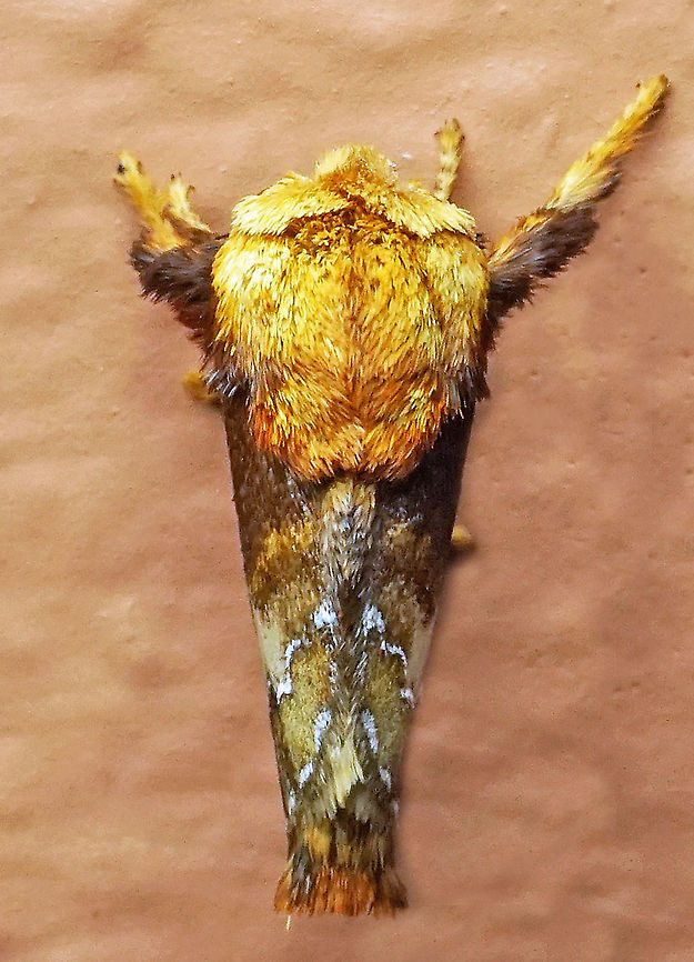 Miresa clarissa Dapa, Valle Del Cauca, 2100m Miresa clarissa