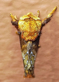 Miresa clarissa Dapa, Valle Del Cauca, 2100m Miresa clarissa