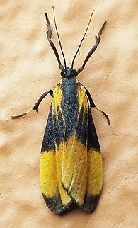 #394 Dapa, Valle Del Cauca, 2100m