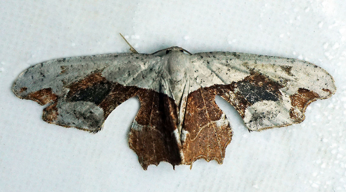 #395 Dapa, Valle Del Cauca, 2100m