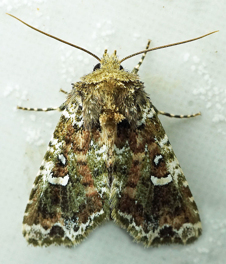 #396 Dapa, Valle Del Cauca, 2100m