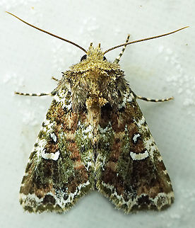 #396 Dapa, Valle Del Cauca, 2100m