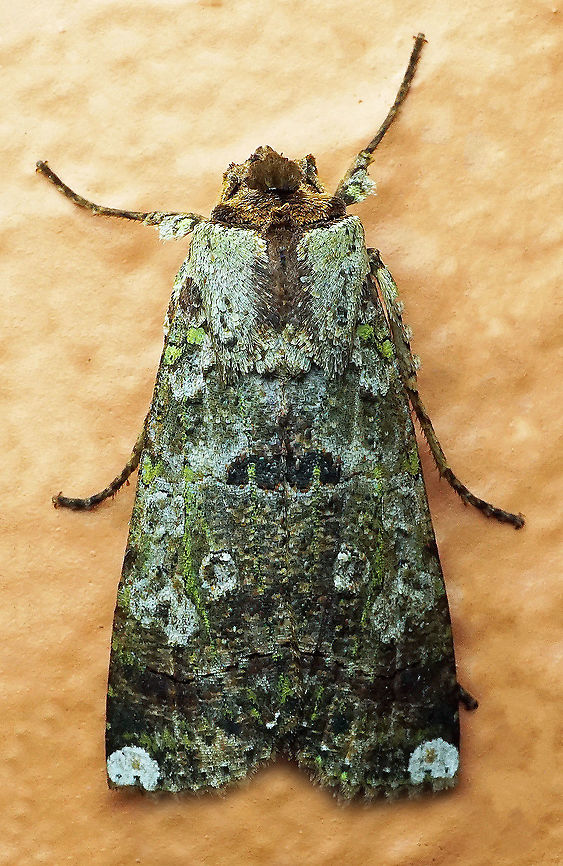 #397 Dapa, Valle Del Cauca, 2100m